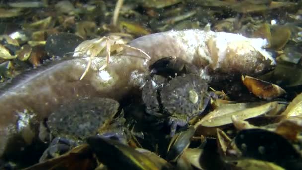 Crabs eating dead fish — Stock Video