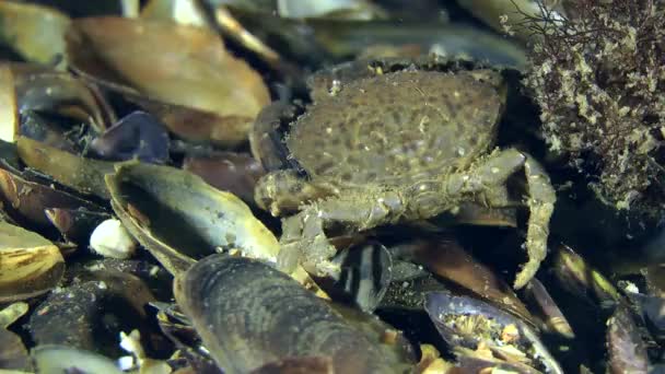 Several Jaguar round crab (Xantho poressa) and Swimming crab together eat dead fish, medium shot. — Stock Video