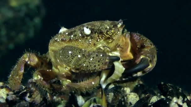 Caranguejo-de-verruga (Erifia verrucosa ). — Vídeo de Stock