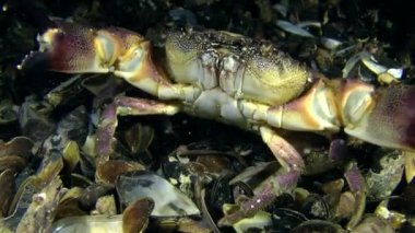 Deniz mermer Yengeç