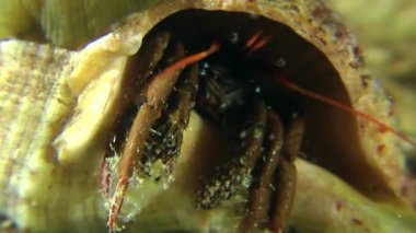 Yalnızcıl Yengeç (Clibanarius erythropus).