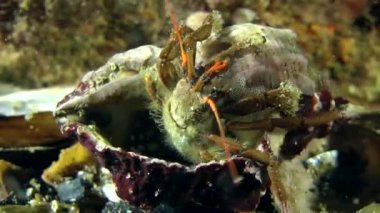 Yalnızcıl Yengeç (Clibanarius erythropus).