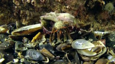 Yalnızcıl Yengeç (Clibanarius erythropus).