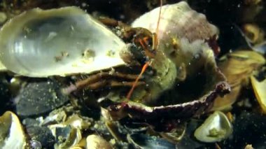 Yalnızcıl Yengeç (Clibanarius erythropus).