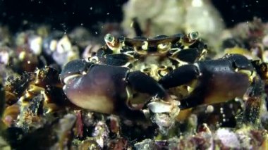 Deniz mermer Yengeç