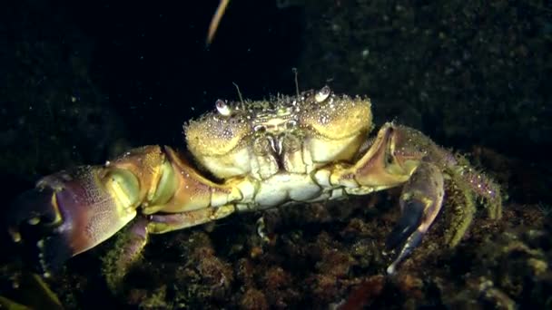 Marine marble crab — Stock Video