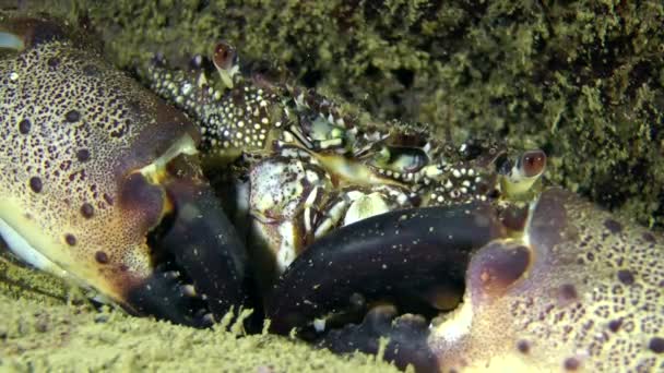 海洋的大理石蟹 — 图库视频影像