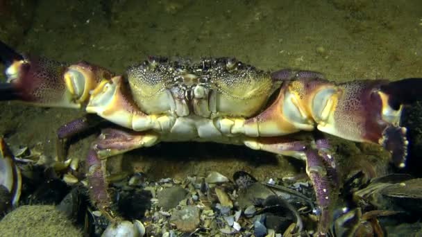 Cangrejo de mármol marino — Vídeos de Stock