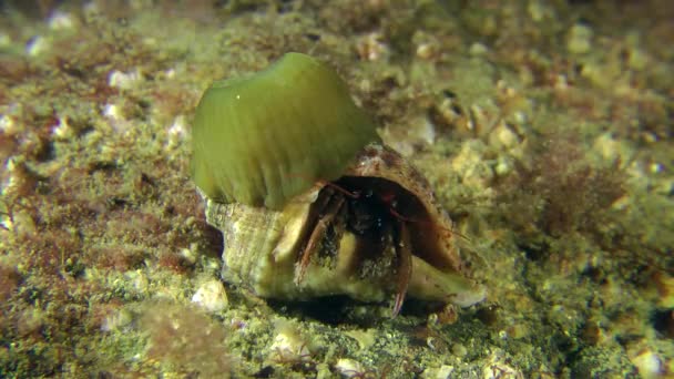 Cangrejo ermitaño (Clibanarius erythropus ). — Vídeo de stock