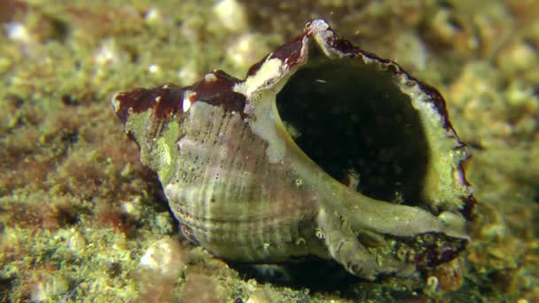 Cangrejo ermitaño (Clibanarius erythropus ). — Vídeos de Stock