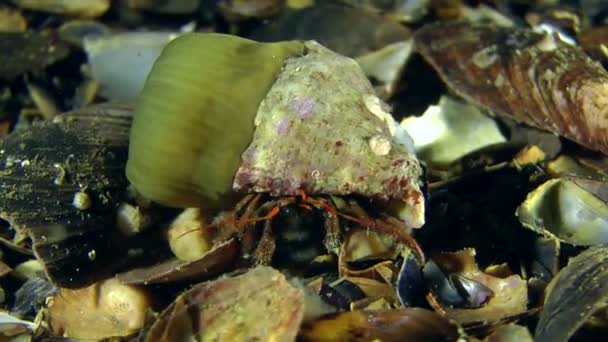 Hermit crab (Clibanarius erythropus). — Stock Video