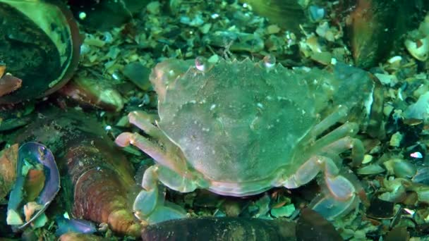 Weibchen der Schwimmkrabbe sitzt auf dem Po. — Stockvideo