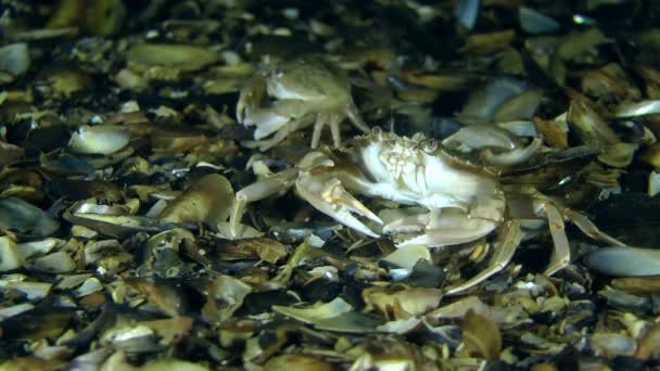 Escaramuza corta de dos cangrejos nadadores . — Vídeos de Stock