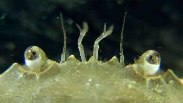 The antennae and eyes of Swimming crab. — Stock Video