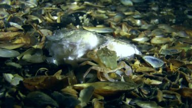 Ölü balık yeme Yengeç