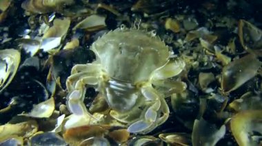 Yüzme Yengeç (Liocarcinus holsatus).