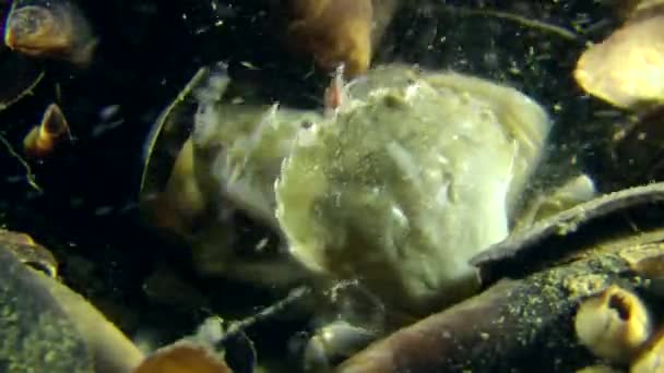 Swimming crab catches floating polychaetes (Nereis sp.). — Stock Video