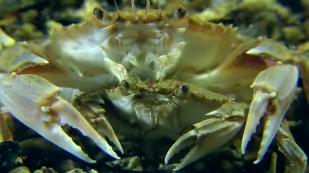 Crabes nageurs mâles et femelles — Video