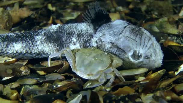 Krabben fressen tote Fische — Stockvideo