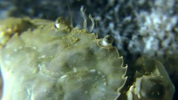 Cangrejo comiendo pescado muerto — Vídeo de stock