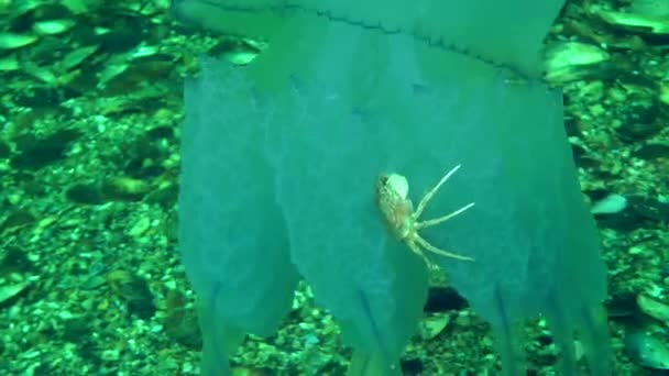 Crabe mangeant des méduses mortes — Video