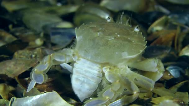 Caranguejo de natação (Liocarcinus holsatus ). — Vídeo de Stock