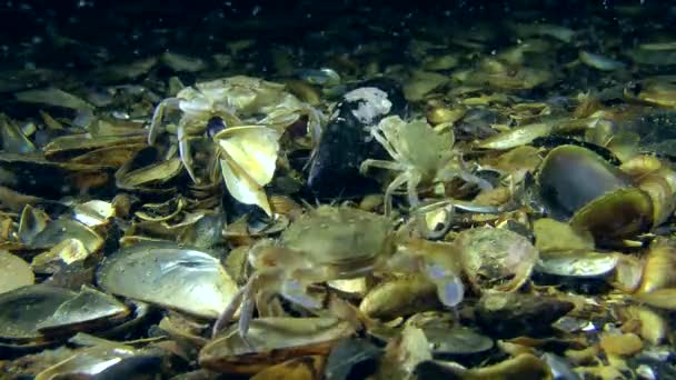 Cangrejos en el fondo del mar — Vídeos de Stock