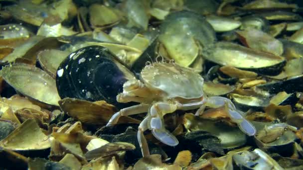 Crabs on sea bottom — Stock Video