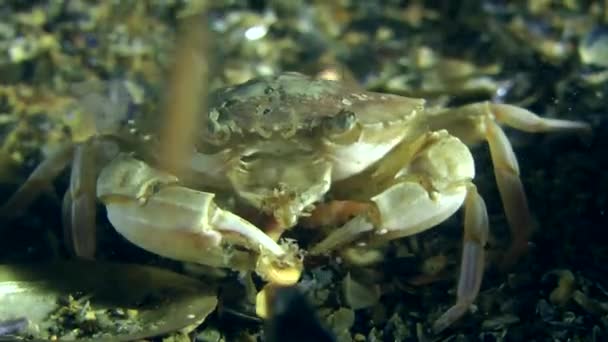 Le crabe nageur mange des polychètes (Nereis sp. .). — Video