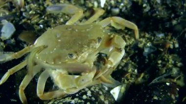 Deniz halkalı solucanları (Nereis sp Yüzme Yengeç yiyen.).