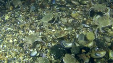 deniz altındaki yengeçler