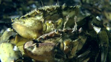 Deniz altındaki iki Yengeç