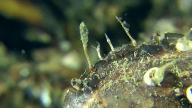 Gözleri ve anten yeşil Yengeç (Çingene maenas).