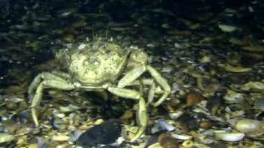 dipte yürüyüş Yengeç