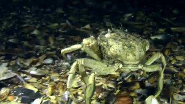 dipte yürüyüş Yengeç