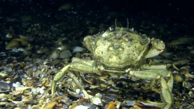 dipte yürüyüş Yengeç