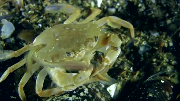 Le crabe nageur mange des polychètes (Nereis sp. .).