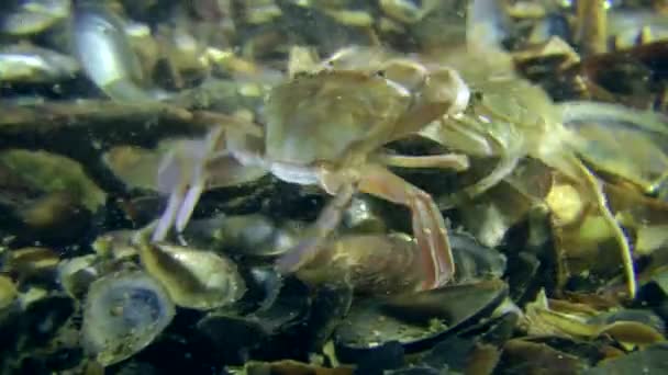 Caranguejos no fundo do mar — Vídeo de Stock