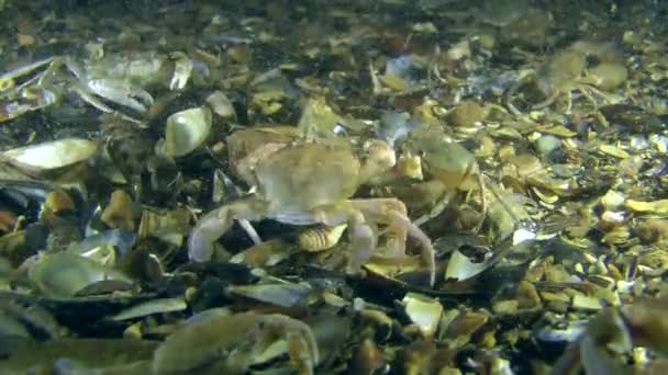 Krabben op de zeebodem — Stockvideo