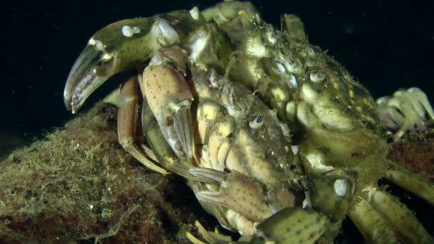 Twee krabben op de zeebodem — Stockvideo