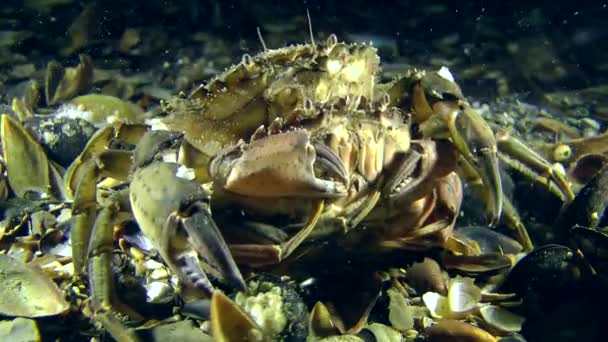 Two crabs on sea bottom — Stock Video