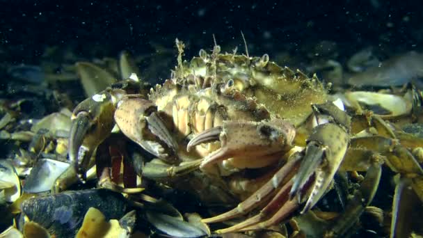 在海洋底部的两个螃蟹 — 图库视频影像