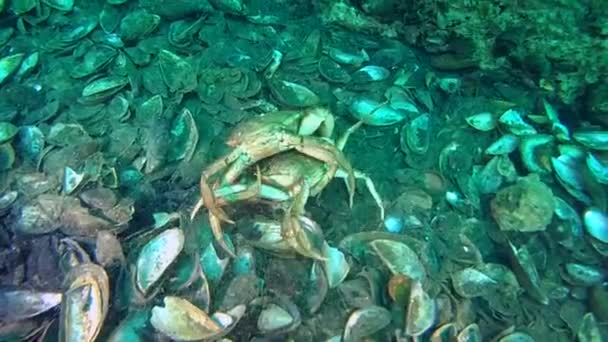 Två krabbor på havsbotten — Stockvideo