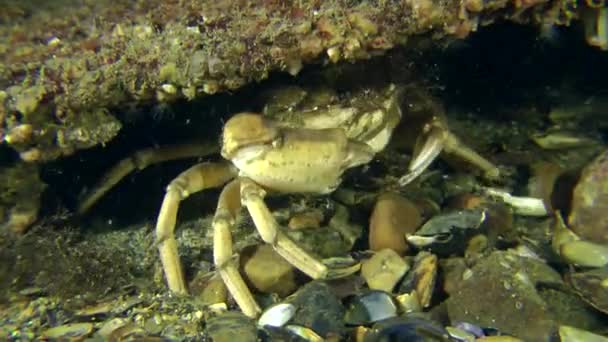 Krab wandelen langs de onderkant — Stockvideo