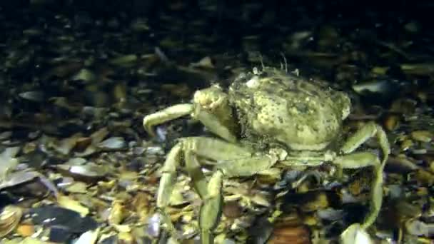 crabe marchant le long du fond 