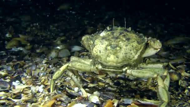 crabe marchant le long du fond 