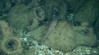 Orta Çağ seramik testiler