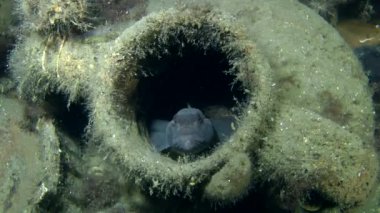 Deniz balık rockling