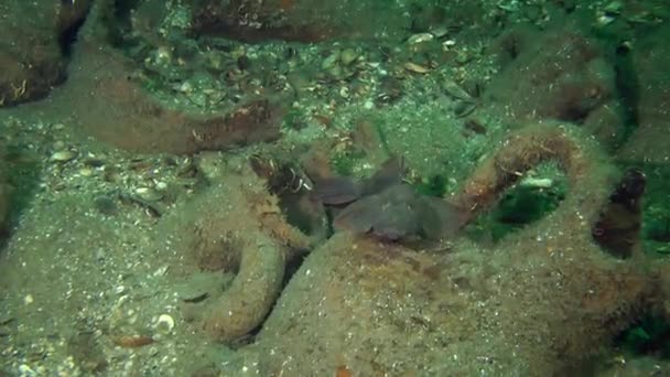 Pesci di mare rocciosi — Video Stock