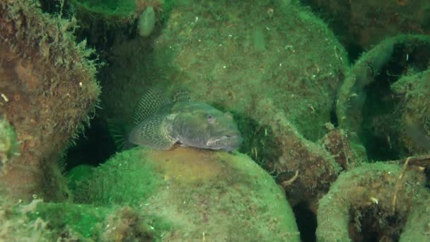 Havet fisk skärlånga — Stockvideo